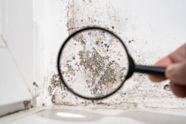 Trusted Haviland, NY Mold Prevention & Removal  Experts